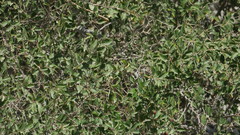 Ziziphus spina-christi