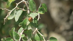 Ziziphus spina-christi
