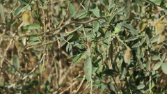 Tephrosia nubica