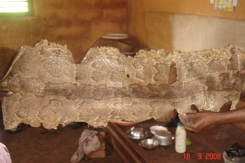 African Rock Python