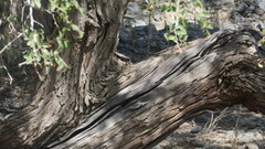 Ziziphus spina-christi