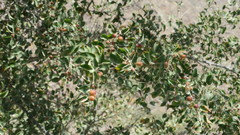Ziziphus spina-christi