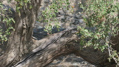Ziziphus spina-christi