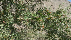 Ziziphus spina-christi