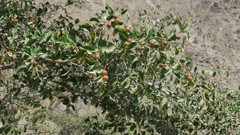 Ziziphus spina-christi