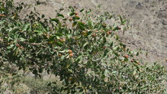 Ziziphus spina-christi