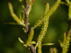 Salix tetrasperma