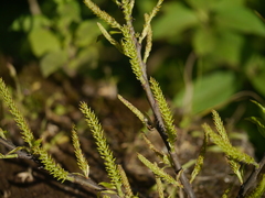 Salix tetrasperma