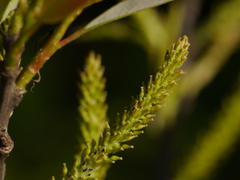 Salix tetrasperma