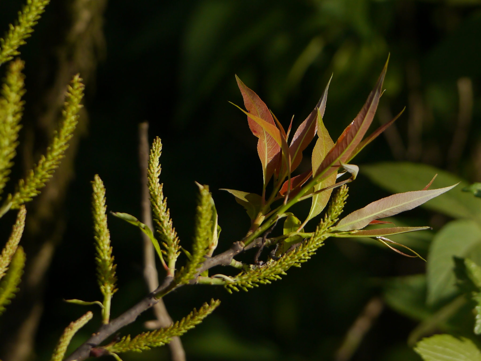 Salix tetrasperma Roxb.