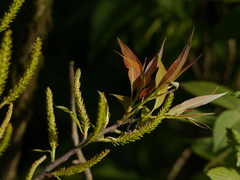 Salix tetrasperma