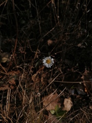 Symphyotrichum moranense