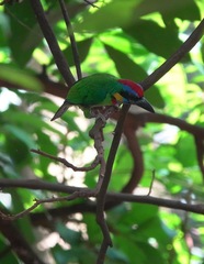 Psilopogon rafflesii