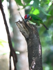 Psilopogon rafflesii