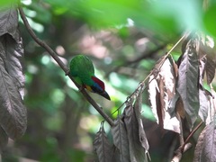 Psilopogon rafflesii