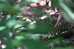 Psilopogon rafflesii