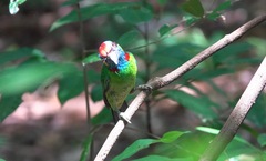 Psilopogon rafflesii