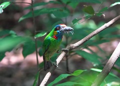 Psilopogon rafflesii