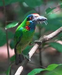 Psilopogon rafflesii