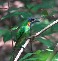 Psilopogon rafflesii