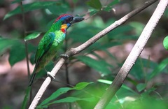 Psilopogon rafflesii