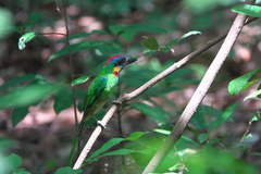 Psilopogon rafflesii