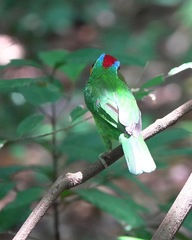 Psilopogon rafflesii