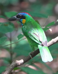 Psilopogon rafflesii