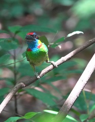 Psilopogon rafflesii