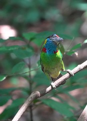 Psilopogon rafflesii