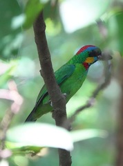 Psilopogon rafflesii