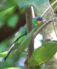 Psilopogon rafflesii