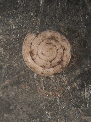 Helicodiscus parallelus