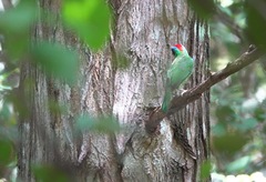 Psilopogon rafflesii