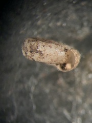 Helicodiscus parallelus