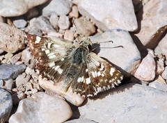 Muschampia