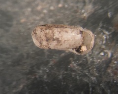 Helicodiscus parallelus