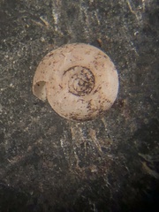 Helicodiscus parallelus