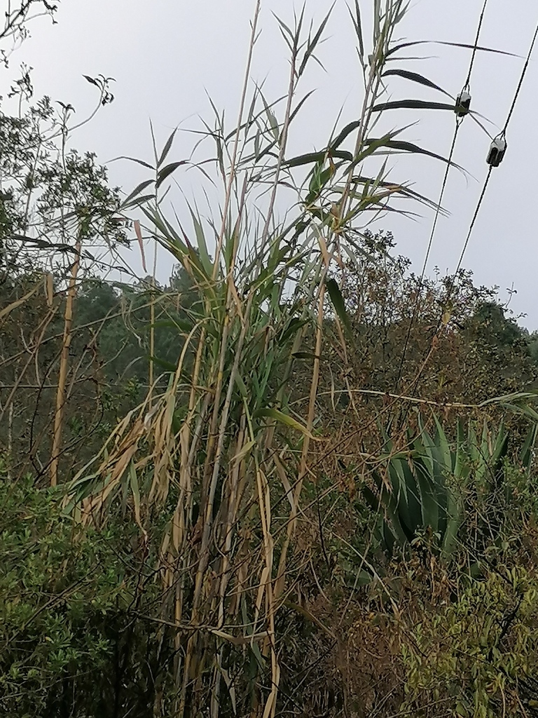 Mexican Reeds giant reed from San Mateo Rio Hondo, Oax., México on March 15, 2021 at ...