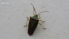 Acanthosoma spinicolle