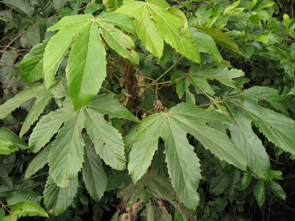 Macaranga heterophylla