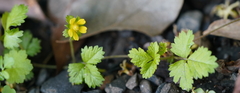 Potentilla hebiichigo