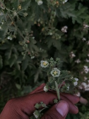 Kearnemalvastrum lacteum