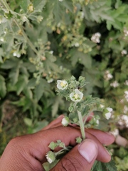 Kearnemalvastrum lacteum