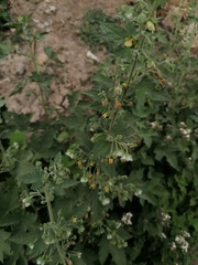 Kearnemalvastrum lacteum