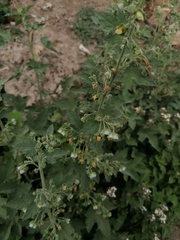 Kearnemalvastrum lacteum