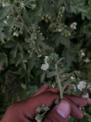 Kearnemalvastrum lacteum