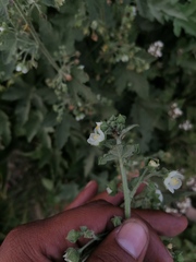 Kearnemalvastrum lacteum