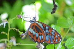 Oleria cyrene solida