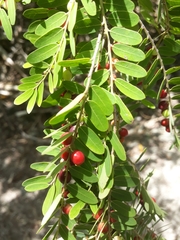 Phyllanthus casticum